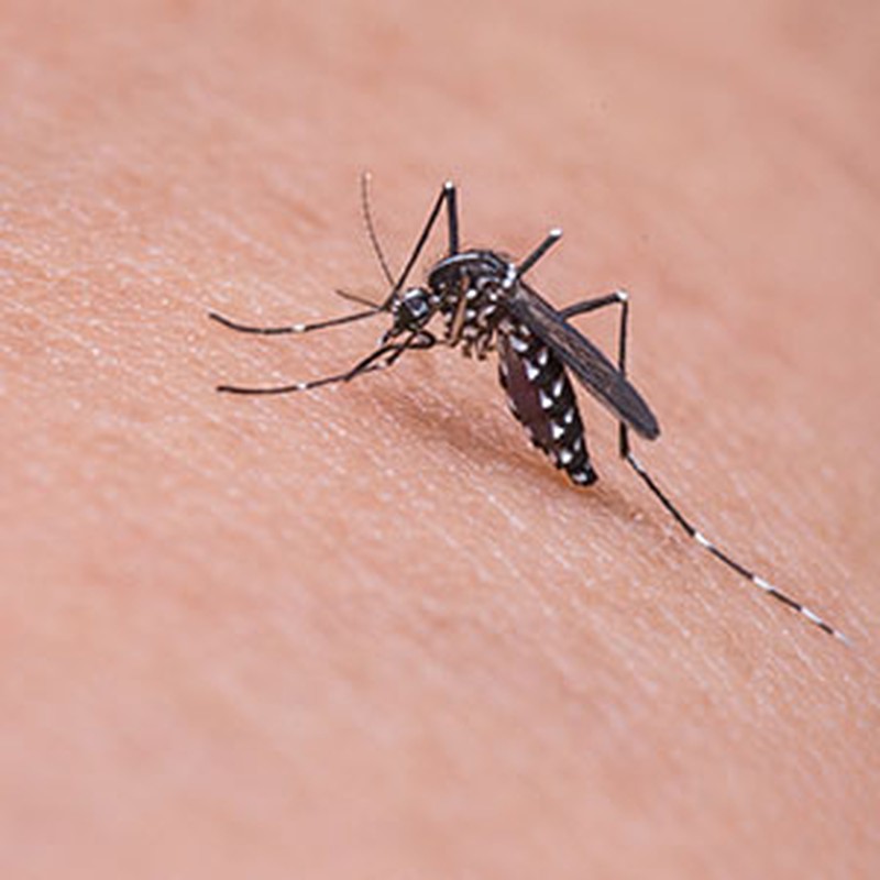 Cómo prevenir las picaduras de mosquito en primavera