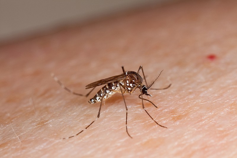 Consejos para evitar las picaduras de mosquitos en niños y combatir su picor