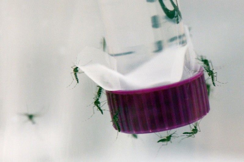 El abc del virus Zika