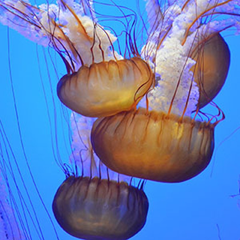 Cómo combatir las picaduras de medusa
