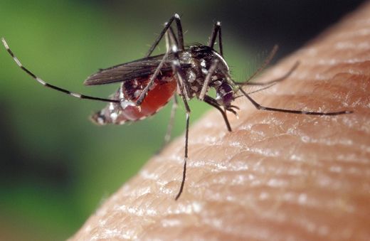 ¡Bye bye! Di adiós a las picaduras de mosquitos