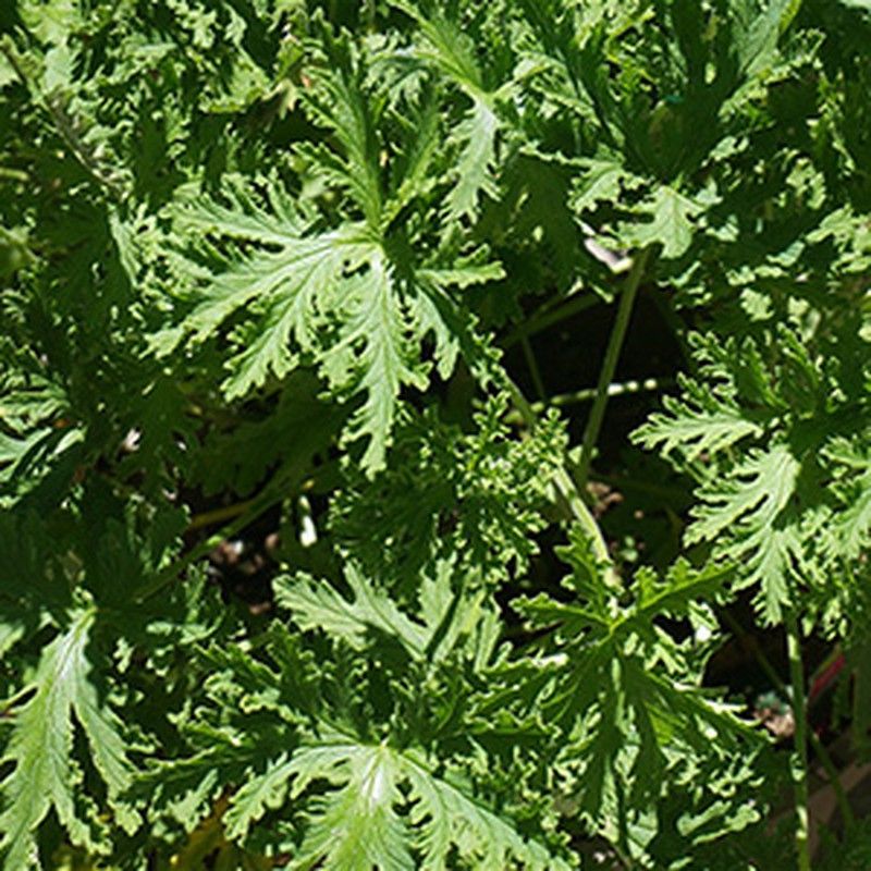 Citronela para combatir los mosquitos