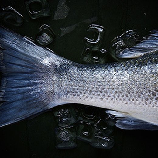 ¿Por qué debemos comer pescado blanco?